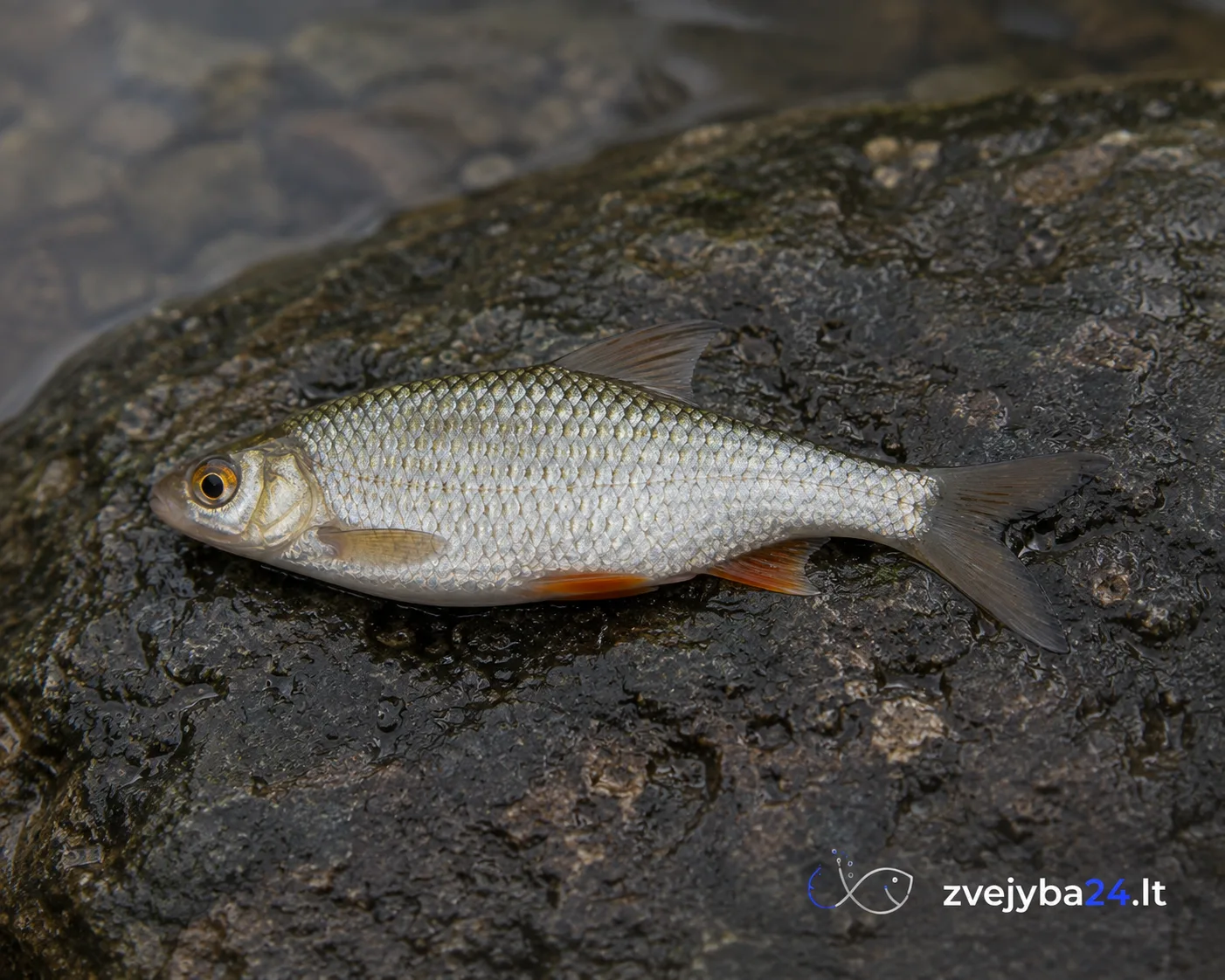 Negyva žuvelė