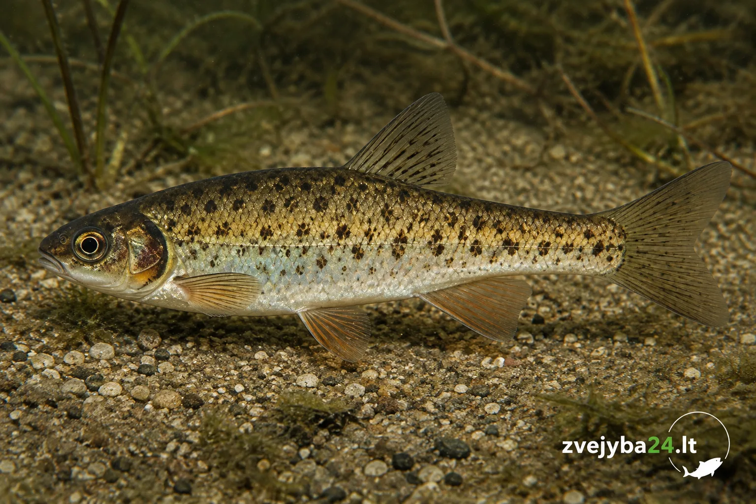 Ežerinė rainė