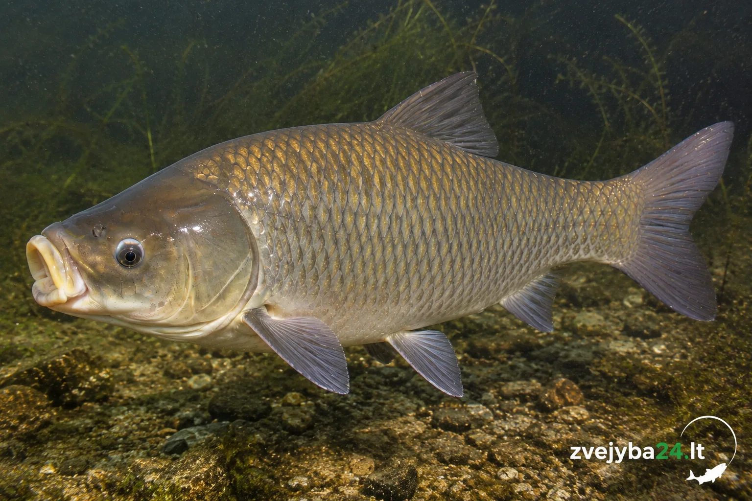 Didžiažiotė bizonžuvė