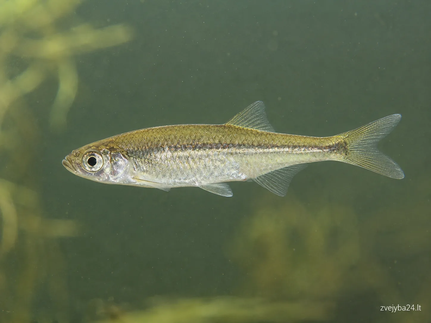 Saulažuvė