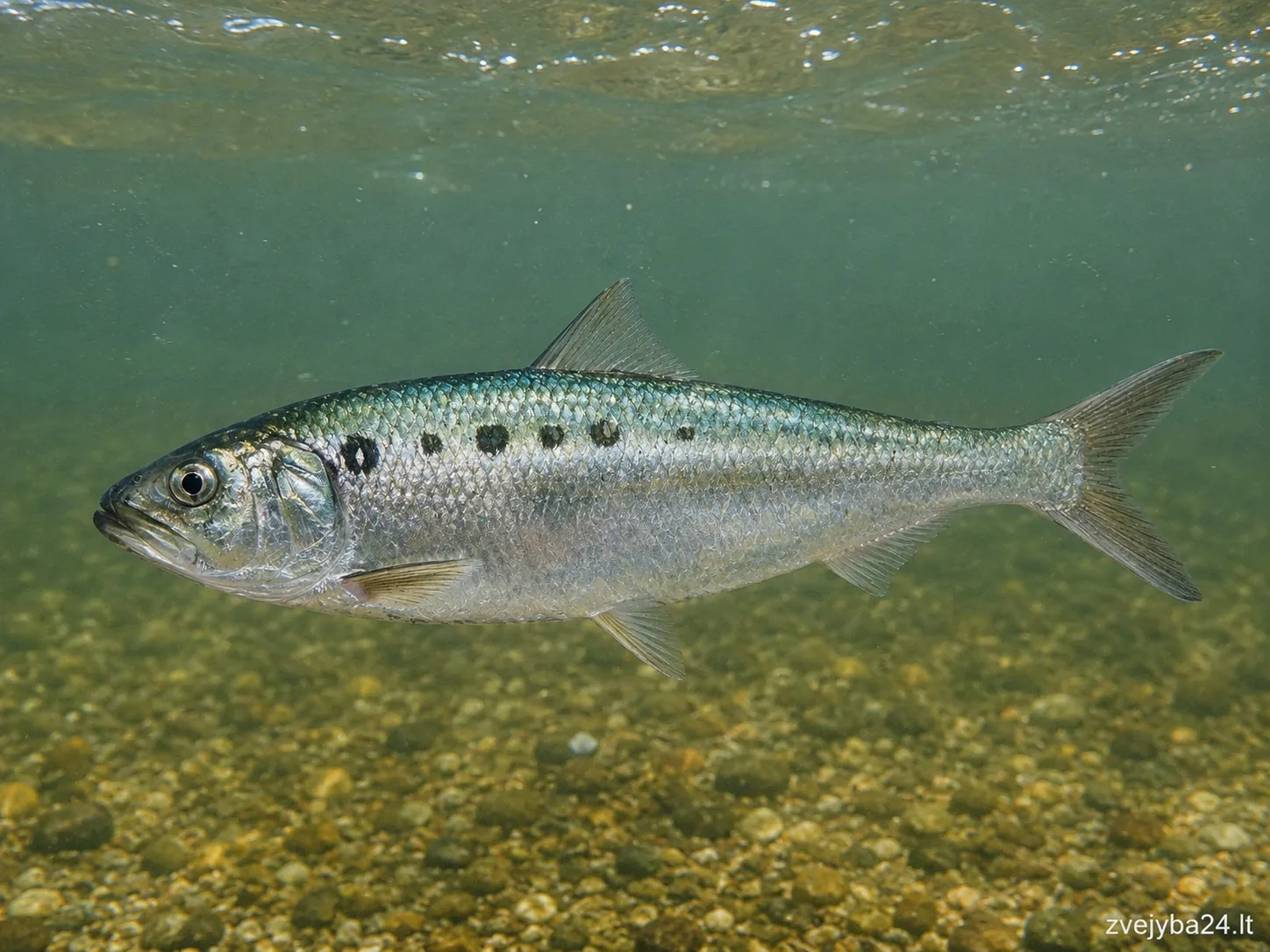 Perpelė
