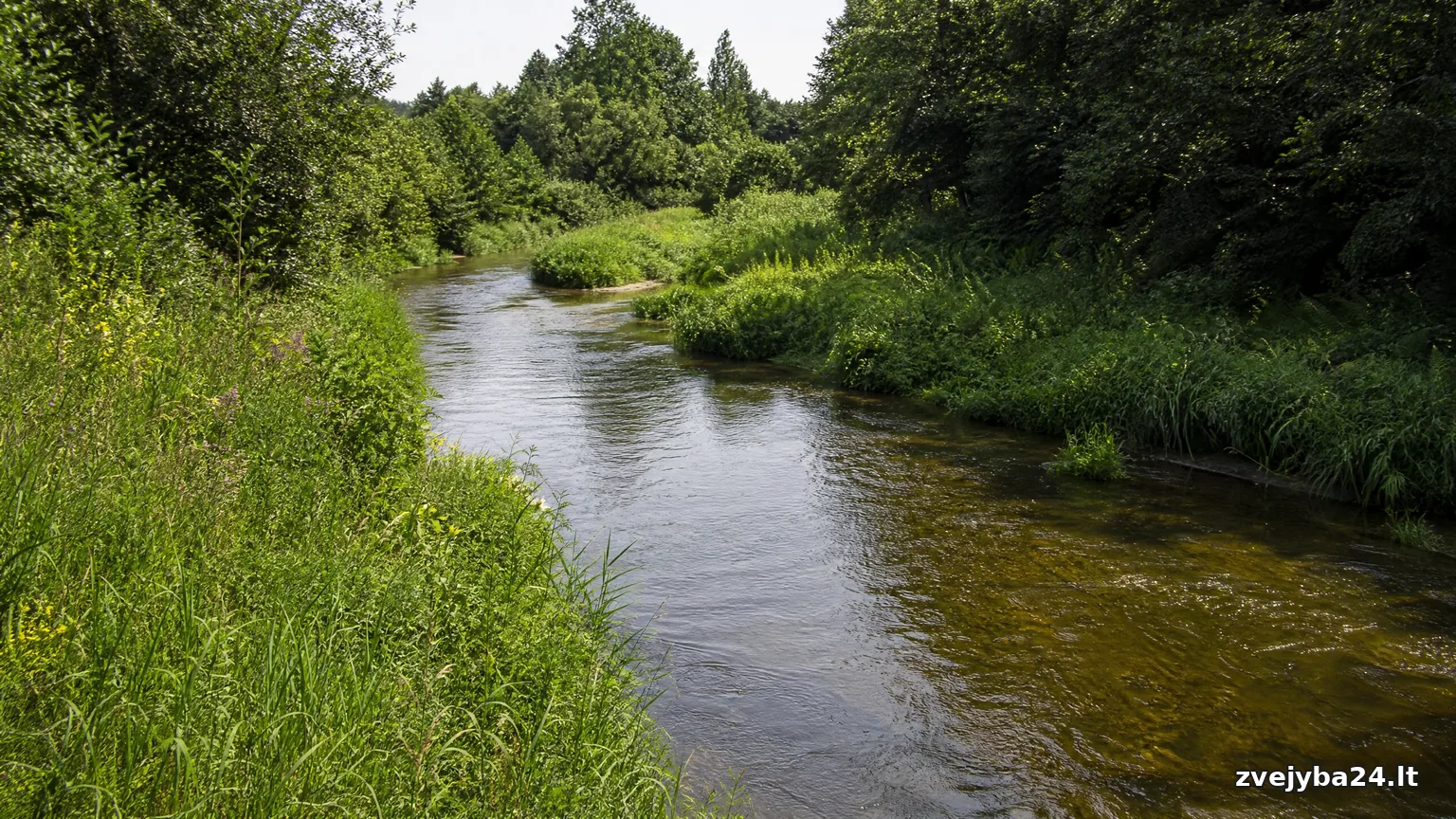 Širvinta